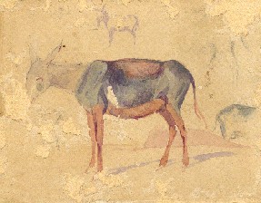 Asini