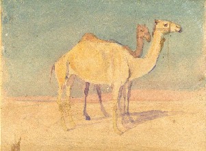 Two standing camels